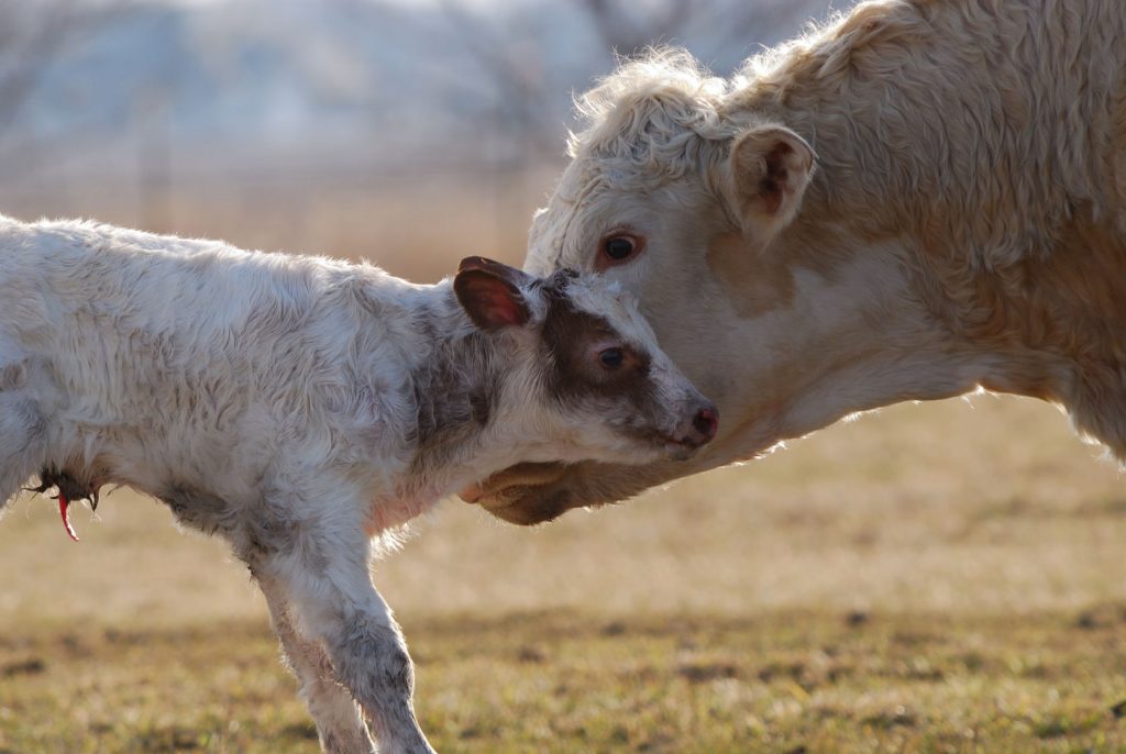 cow newborn calf