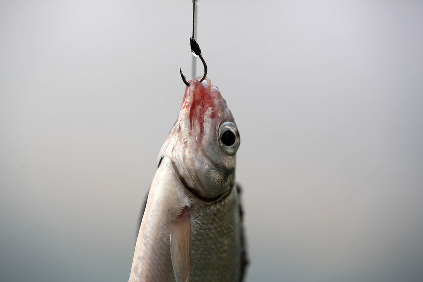 fish with hook