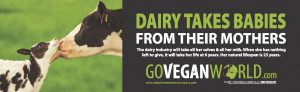 Dairy Takes babies from their mothers - Go Vegan World!