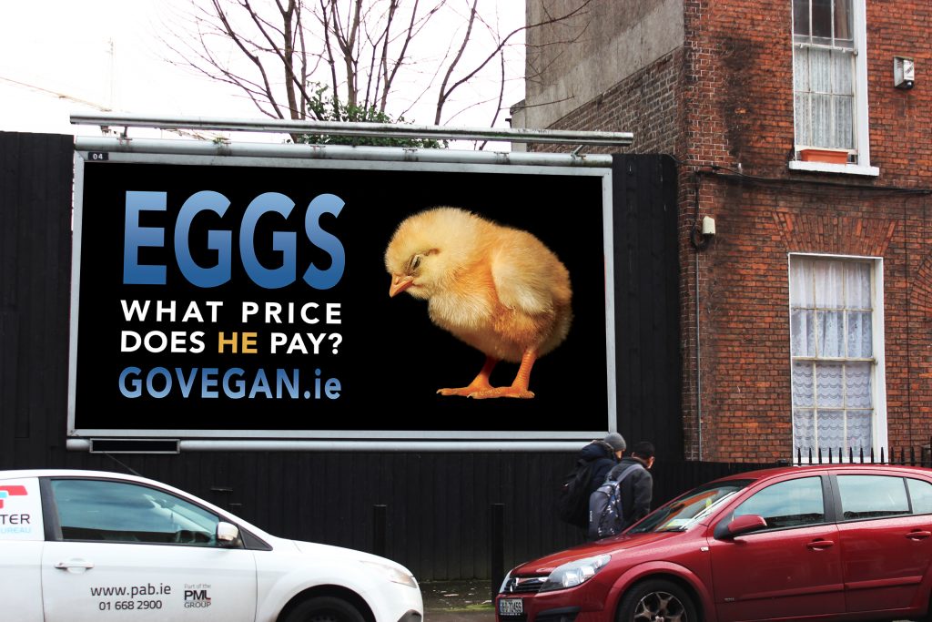 Eggs - what price does he pay - go vegan world