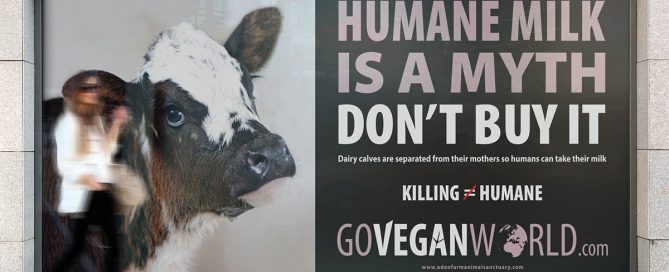 Go Vegan World mockups UK