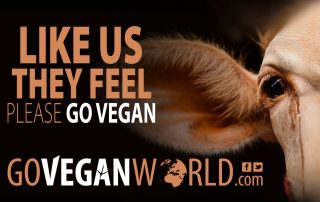 like us they feel go vegan world