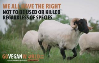 We all have the right not to be used or killed regardless of species