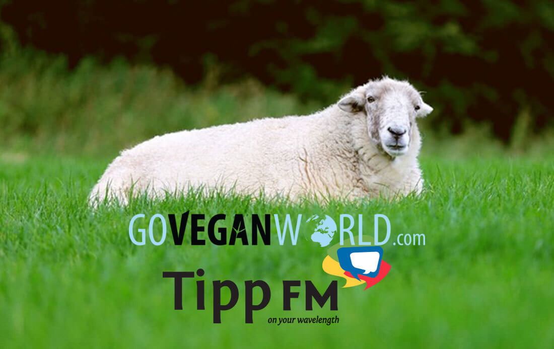 Fran Curry discusses Animal Rights on Tipp FM with Go Vegan World Founder &  Director, Sandra Higgins - Go Vegan World