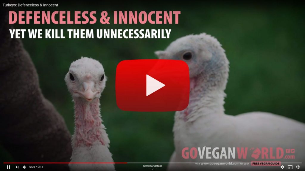 Turkeys: Defenceless & Innocent - link to video