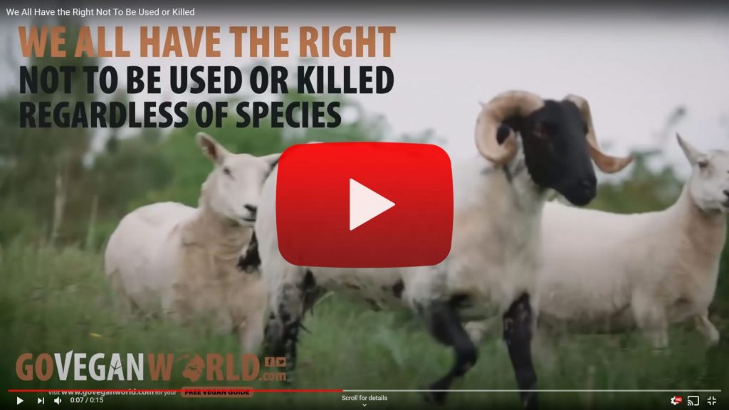We All Have the Right Not To Be Used or Killed - link to video