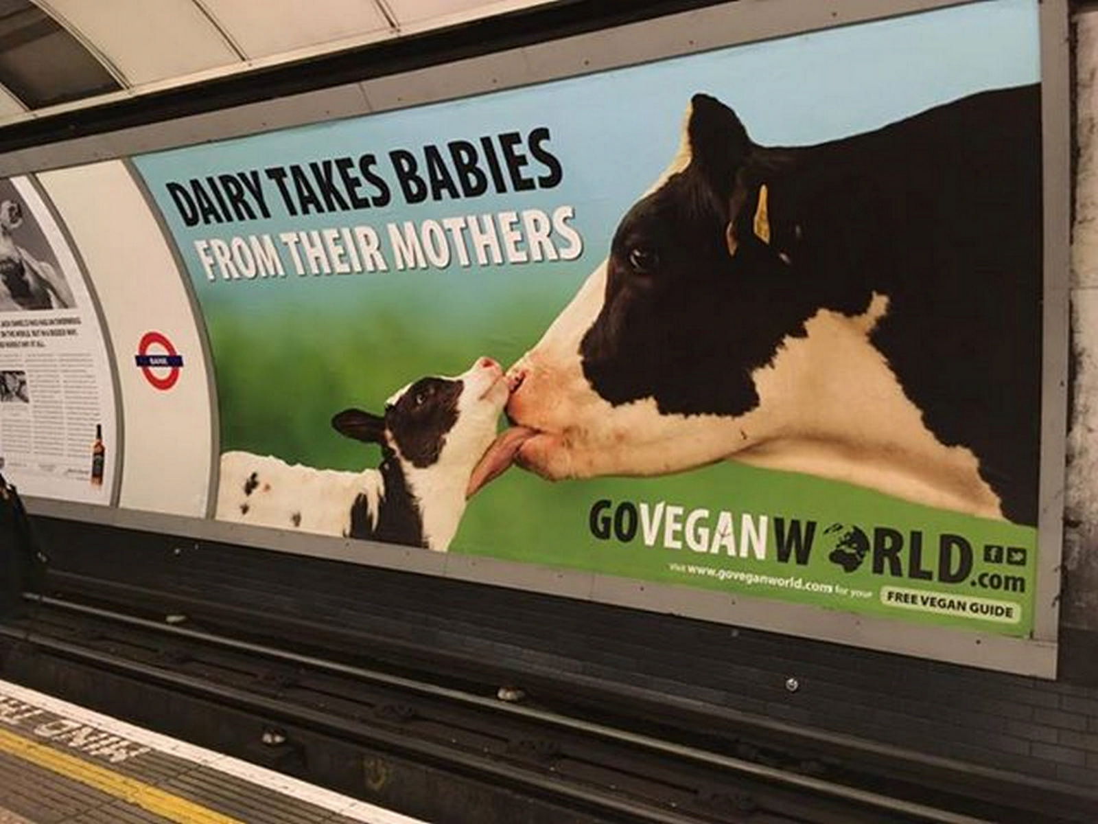 Go Vegan World - Dairy Takes babies From Their Mothers