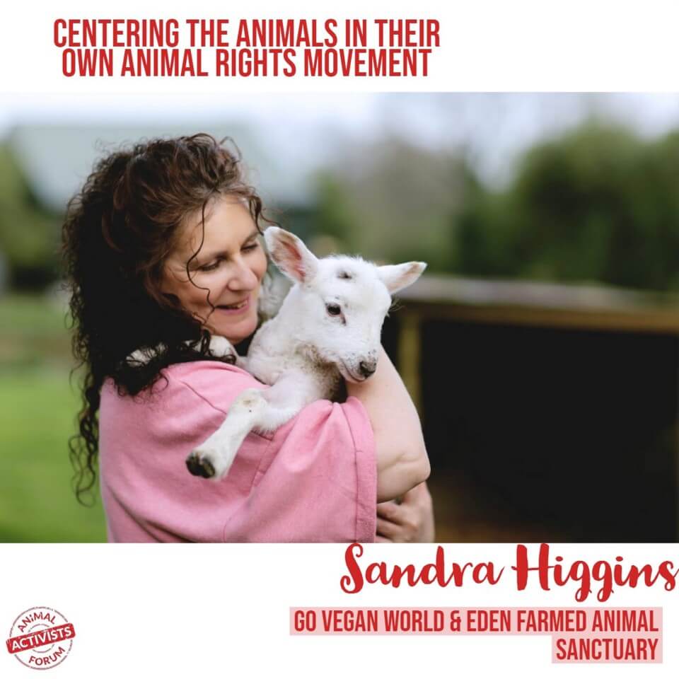 Centering The Animals in their Own Animal Rights Movement, Animal Activists  Forum 2019, Australia - Go Vegan World