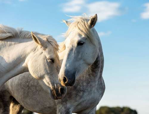 Speciesist Concerns about Horse Racing