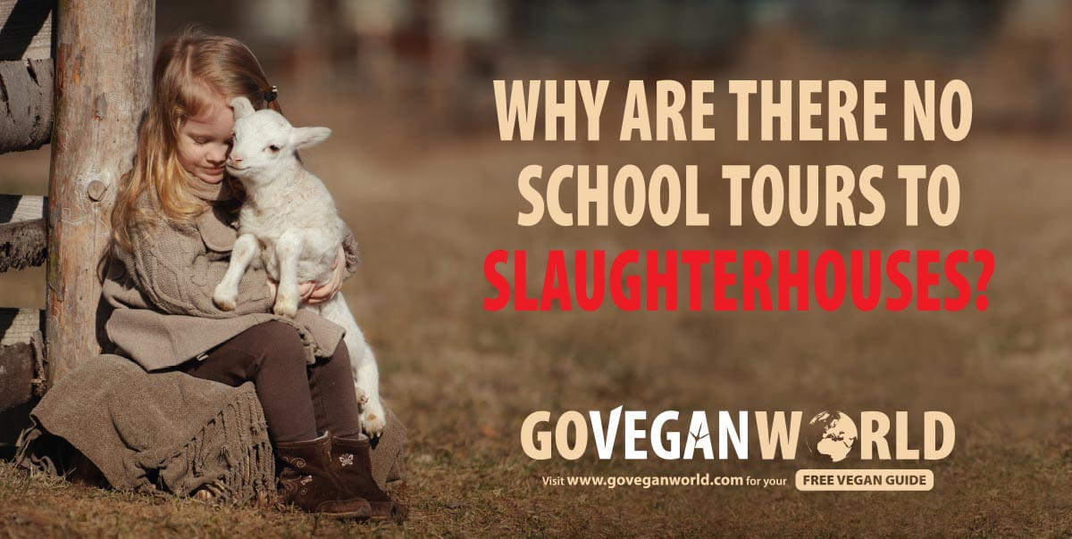 Why are there no school tours to slaughterhouses