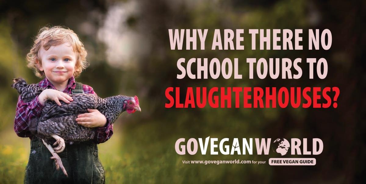 Why Are There No School Tours To Slaughterhouses?