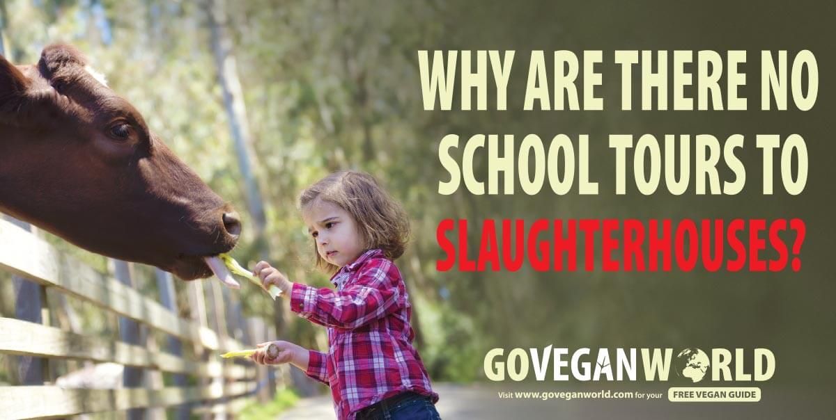 Billboard showing a little girl giving green leaves to a cow in sunny day close to the wooden fence with message Why are there no school tours to slaughterhouses