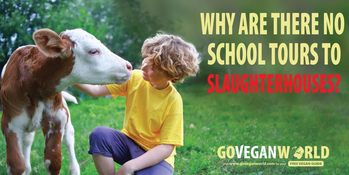 Billboard showing a boy in yellow t-shirt patting a cow in summer time on the field with message Why are there no school tours to slaughterhouses