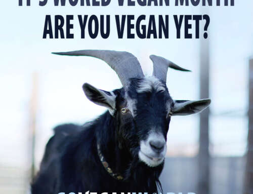 It’s World Vegan Month 2022. Are You Vegan Yet?
