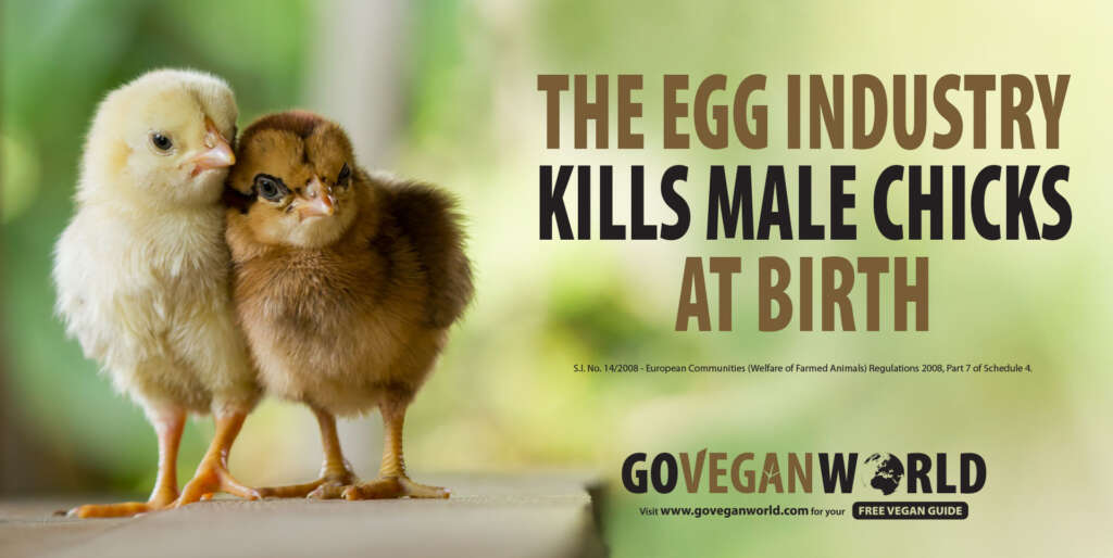 Go Vegan World - Egg Industry 