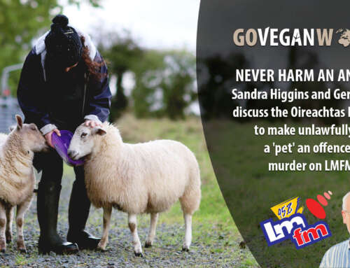“Never Harm an Animal” Sandra Higgins chats to Gerry Kelly on LMFM Radio