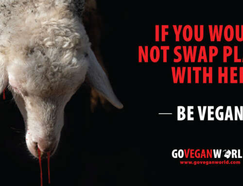 Would You Swap Places? Go Vegan World’s Campaign Launches for World Vegan Month 2024