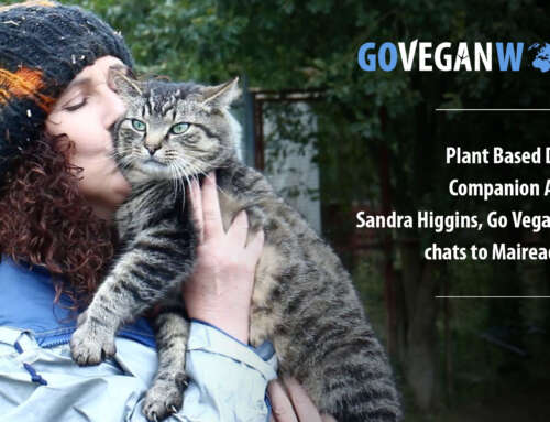 Plant-Based Diets for Companion Animals, Lunchtime Live show, Newstalk Radio.