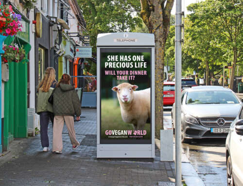 World Vegan Month: She Has One precious Life, Will Your Dinner Take It?