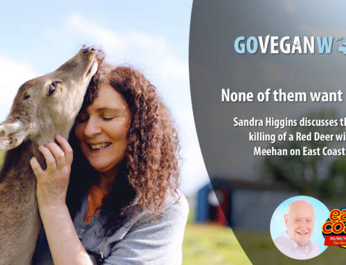 None of them want to die: Sandra Higgins discusses the killing of a Deer on East Coast FM, 28 Nov 2025