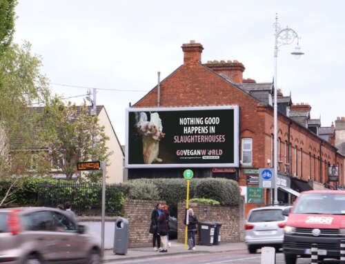 Go Vegan World Christmas Campaign in Ireland and the UK