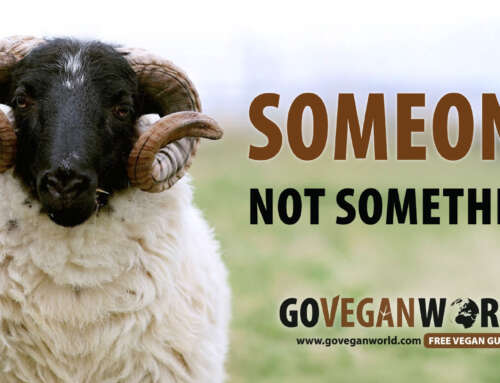 Someone, Not Something: Go Vegan World’s New Year 2026 Campaign in Ireland and UK