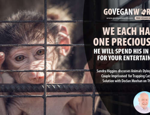 How Veganism is the Solution to Animals Dying in Zoos & ‘Animal Cruelty’ (East Coast FM Radio)