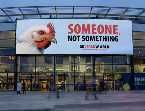 Someone, Not Something: new campaigns in Ireland and Scotland
